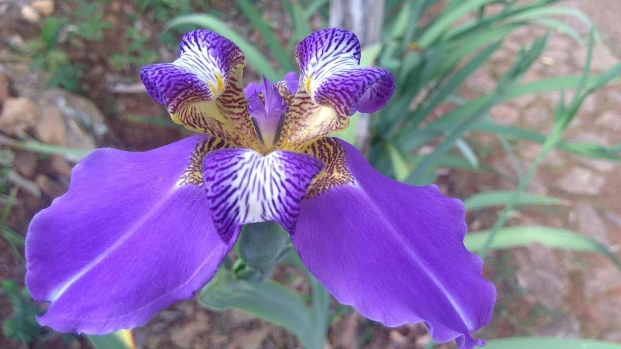 Govinda Moeda Pousada Ngoại thất bức ảnh